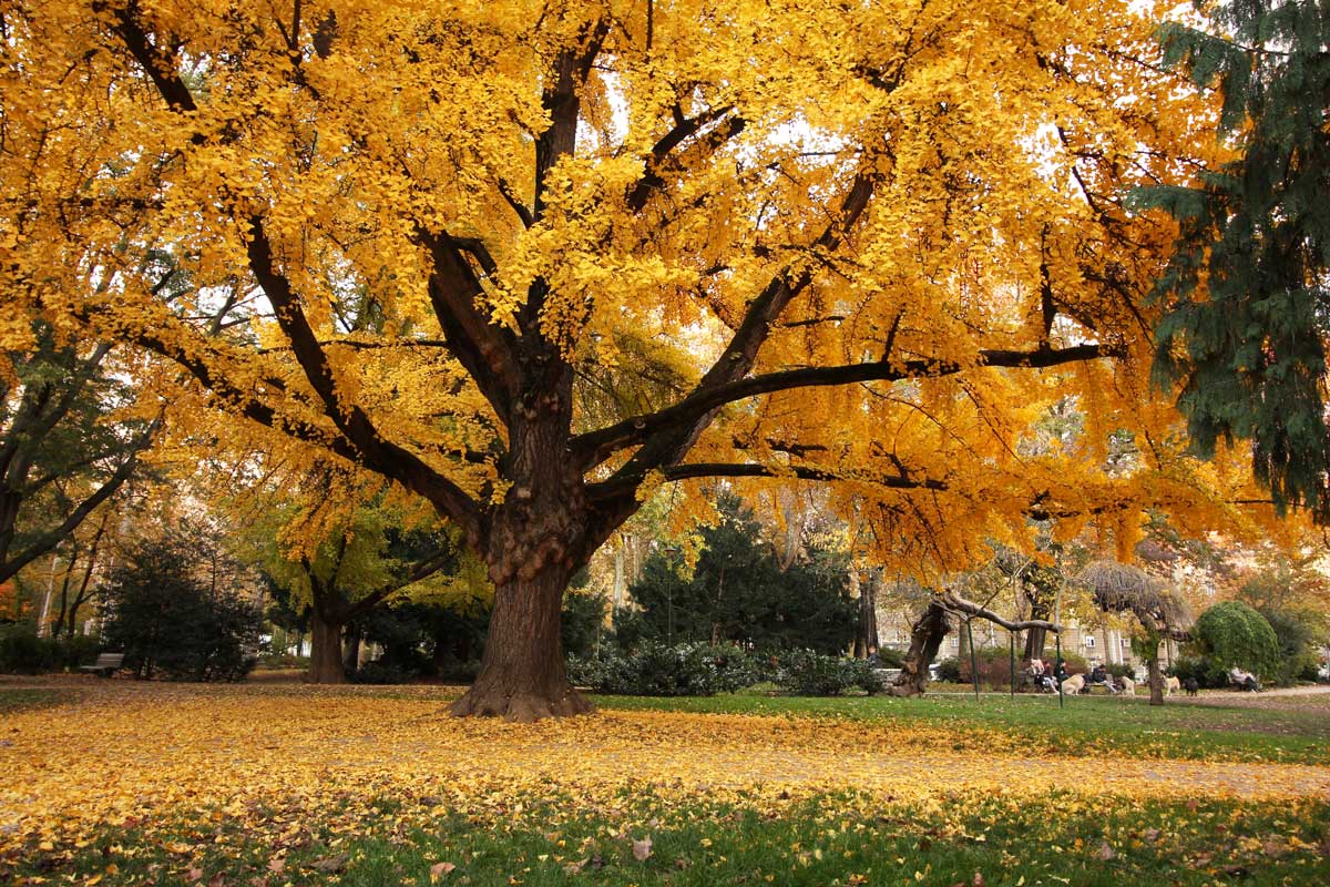 Gingko tree in autumn with beautiful yellow leaves