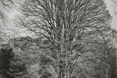 Back to their roots: a brief history of trees – in pictures | Photography | The Guardian