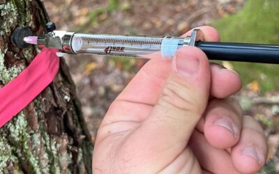 Novel Research Reveals Thriving Microbial Life in Trees | Yale