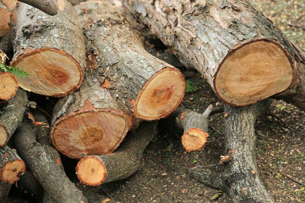 cut trees