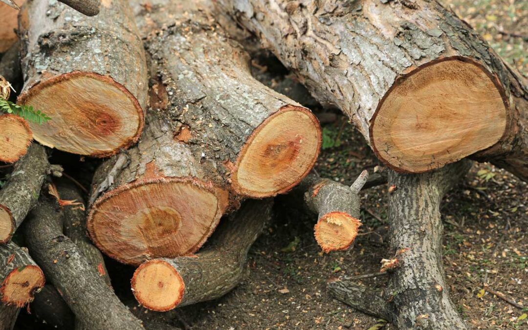 How Cutting Down Trees Can Improve Forest Health | National Forest Foundation