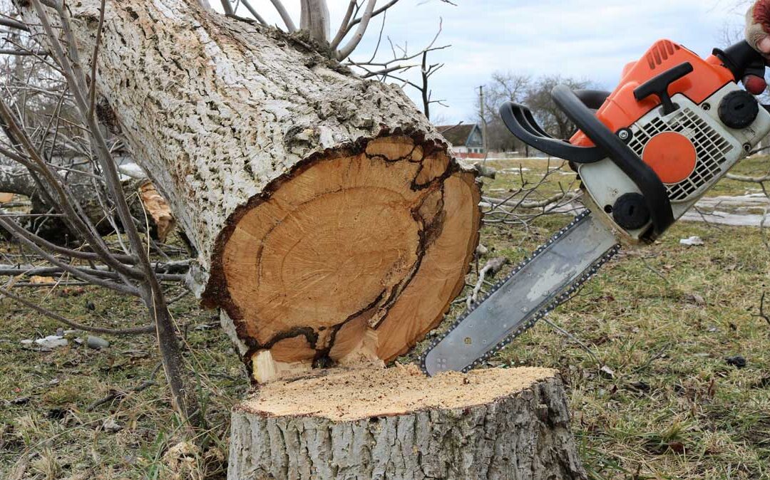 How to Fell a Tree Safely | Bob Vila
