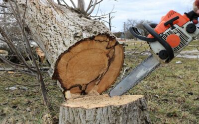 How to Fell a Tree Safely | Bob Vila