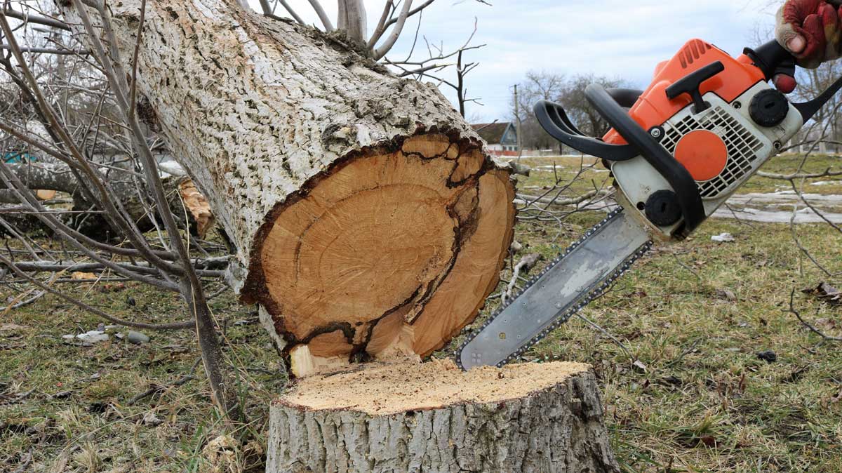 cutting down tree chainsaw