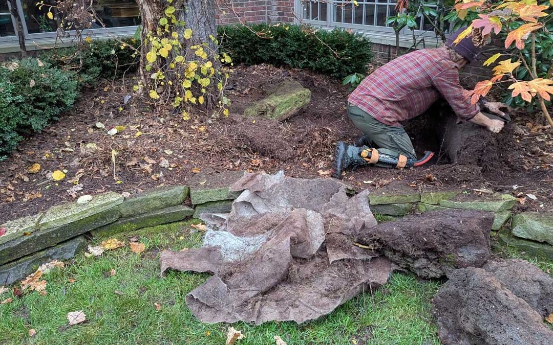 Can hollow trees still be healthy trees? — Tree First