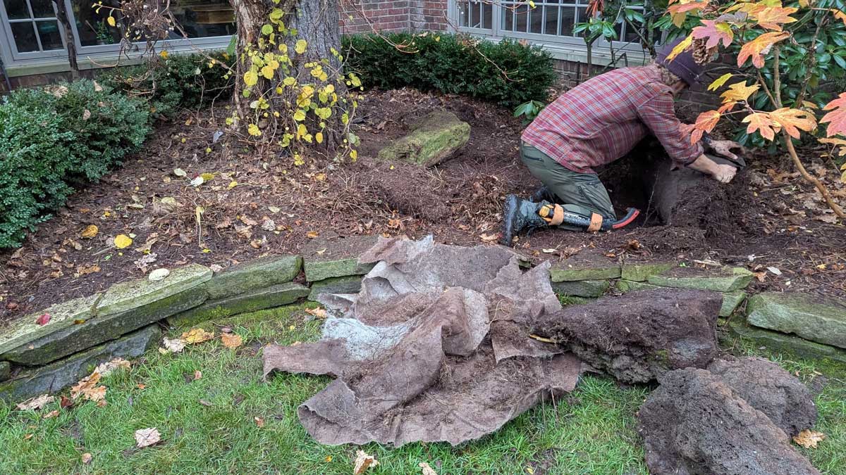 Jack removing tarp from beneath the mulch below a struggling pine. The tarp acts as a barrier that prevents water getting to this tree’s roots.