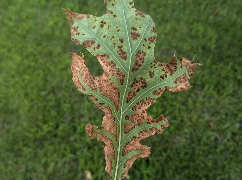scorched leaf