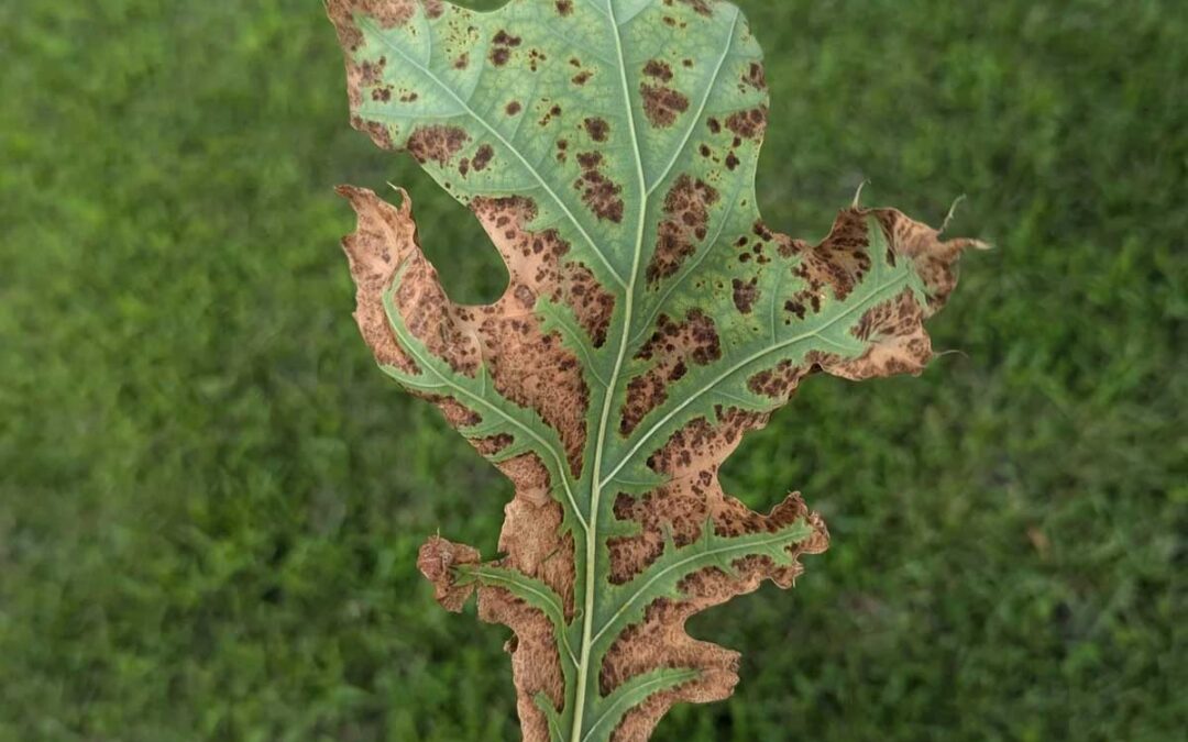 Scorched leaves on your trees? — Tree First