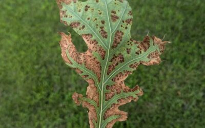 Scorched leaves on your trees? — Tree First