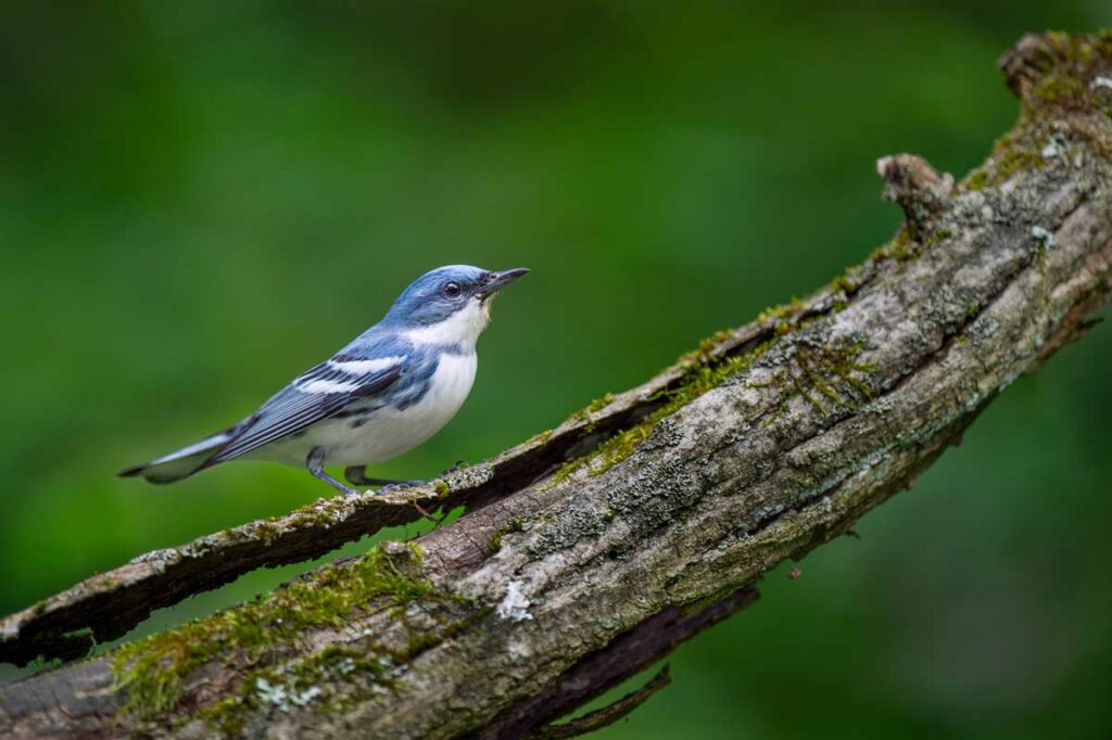A bright blue and white Cerulean Warbler perched on a textured log in soft overcast light with a smooth green background.
