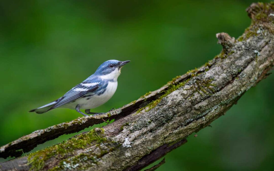 The five great forests that keep North America’s birds alive | ScienceDaily