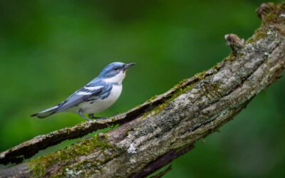 The five great forests that keep North America’s birds alive | ScienceDaily