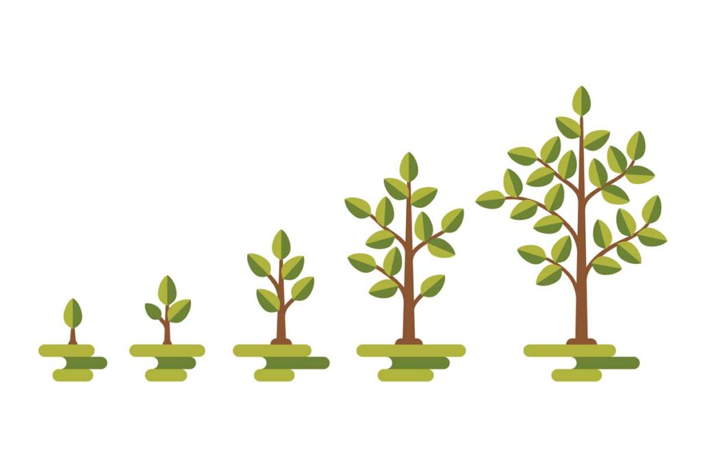 tree lifecycle
