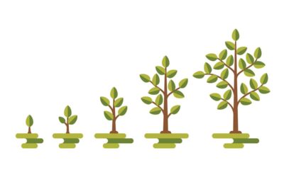 The Lifecycle of a Tree | National Forest Foundation