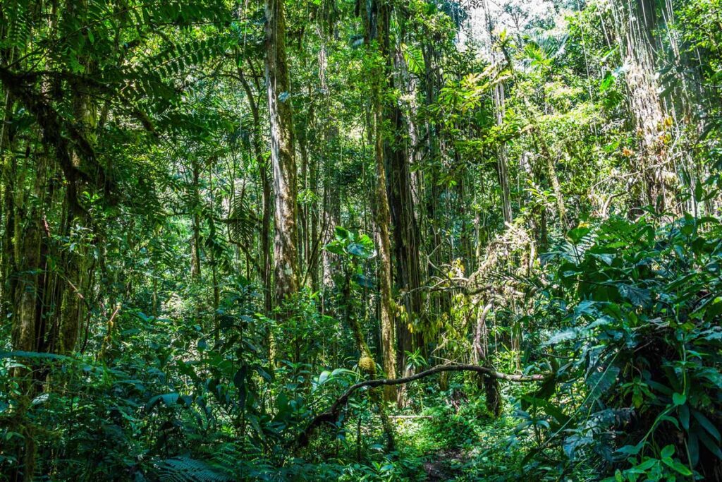 Nice overview of the jungle landscape in Panama