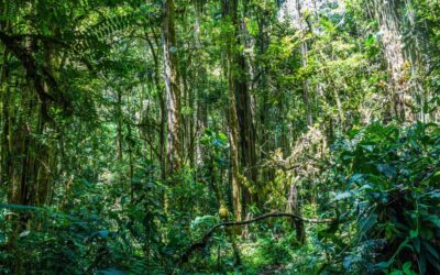 Trees in Panama’s tropical forests are growing longer roots in the face of drought | Live Science