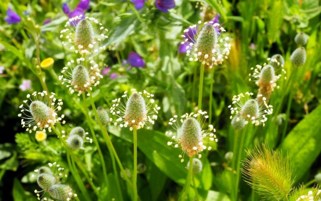 Plants Are Constantly Communicating, and Biodiversity Shapes the Message | Discover Magazine