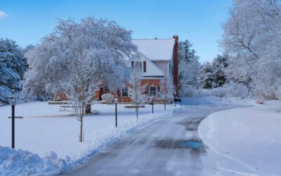 Salt tolerant trees – Tree Topics