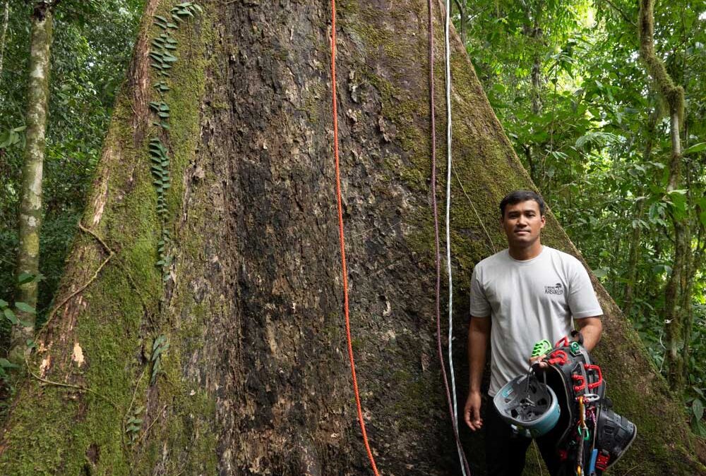 Experience: I climbed the tallest tropical tree in the world | The Guardian