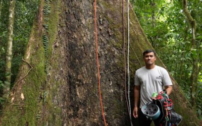 Experience: I climbed the tallest tropical tree in the world | The Guardian