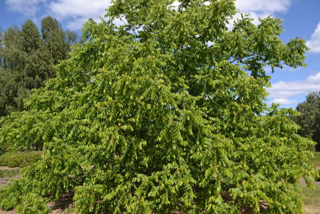butternut trees