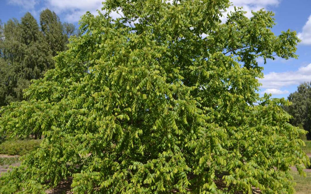 Scientists Track Where Butternut Trees Have Resisted Deadly Disease – So Reforesting Efforts Can Thrive | Good News Network