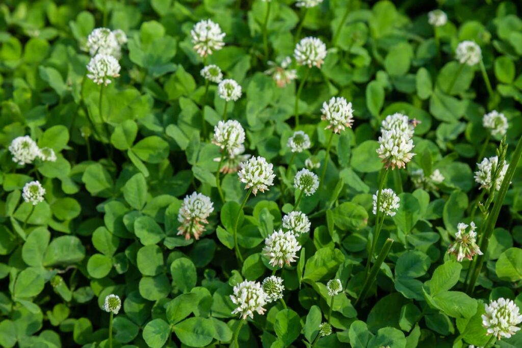 clover