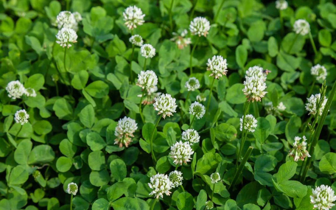 I Planted Clover Over Grass—Here’s What I Think of My Lawn Now | Bob Vila