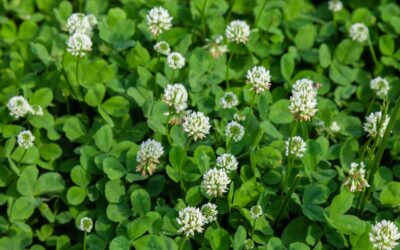 I Planted Clover Over Grass—Here’s What I Think of My Lawn Now | Bob Vila