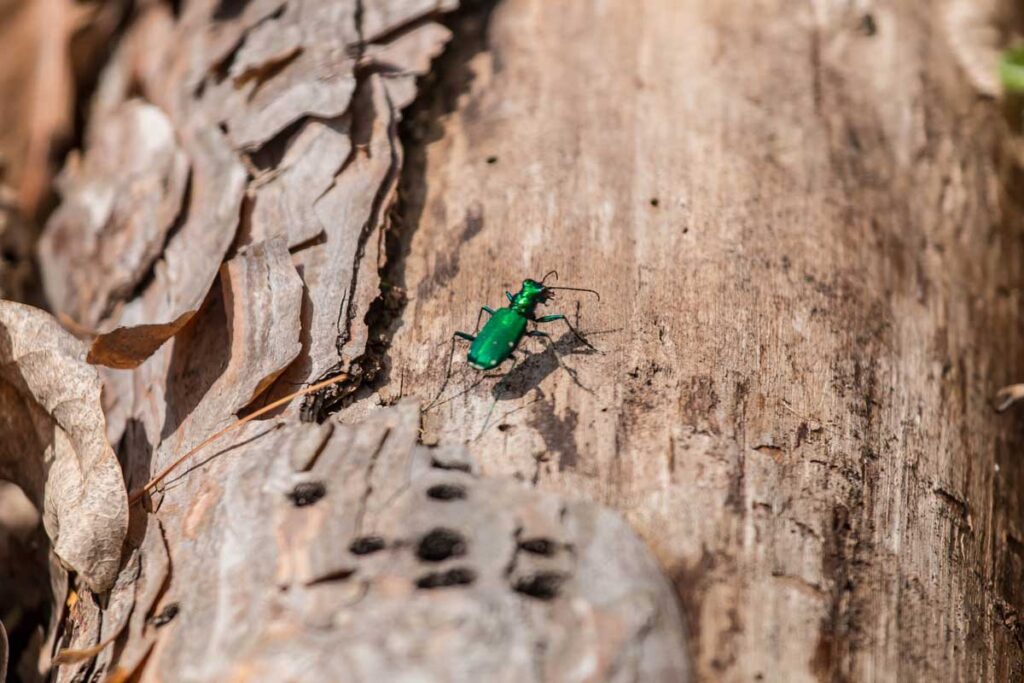 emerald ash borer