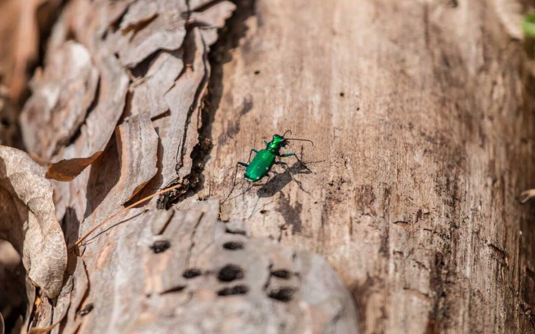 I Lost 3 Large Shade Trees and Thousands of Dollars to This Invasive Pest | Bob Vila