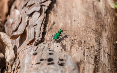 I Lost 3 Large Shade Trees and Thousands of Dollars to This Invasive Pest | Bob Vila