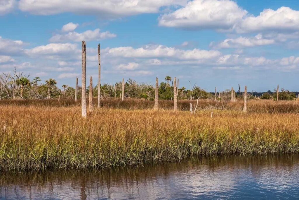 ghost forest
