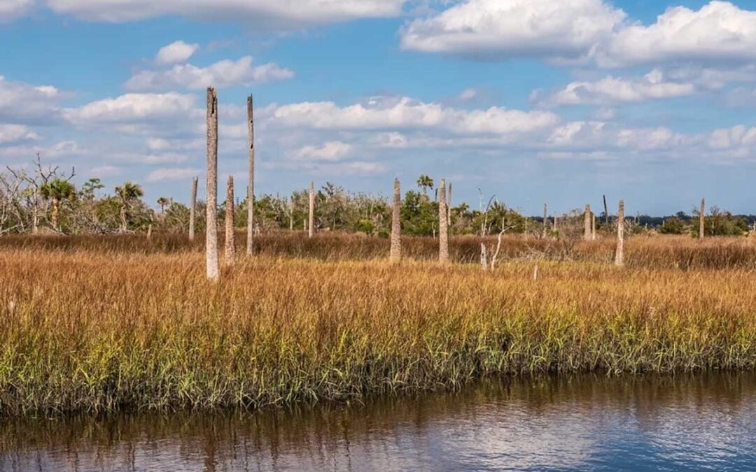 Ghost Forests Could Tell Us Which Coastal Regions Are Vulnerable to Environmental Change | Discover