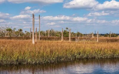 Ghost Forests Could Tell Us Which Coastal Regions Are Vulnerable to Environmental Change | Discover