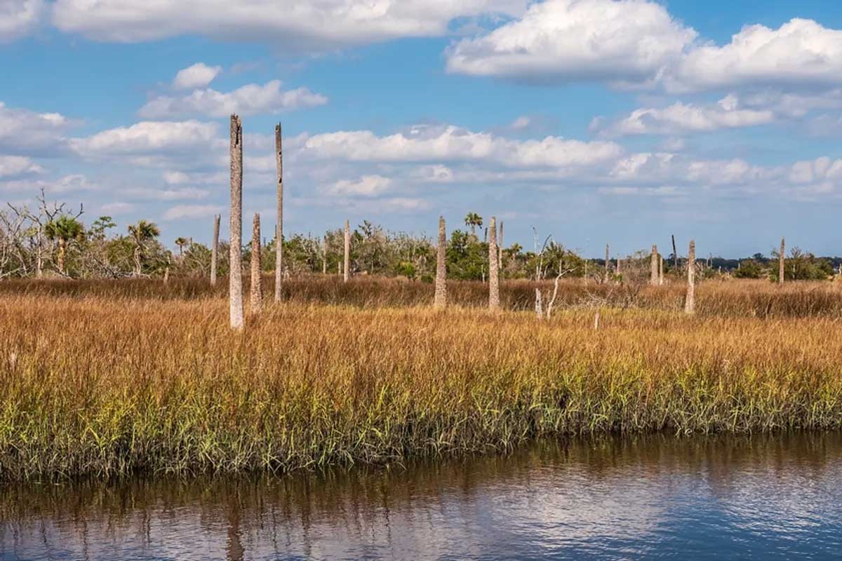 ghost forest