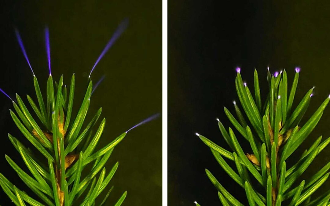 Scientists just captured trees glowing with electricity during storms | Science Daily