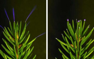 Scientists just captured trees glowing with electricity during storms | Science Daily