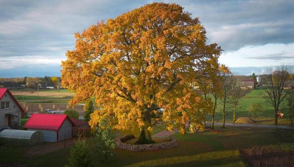 honored oak tree