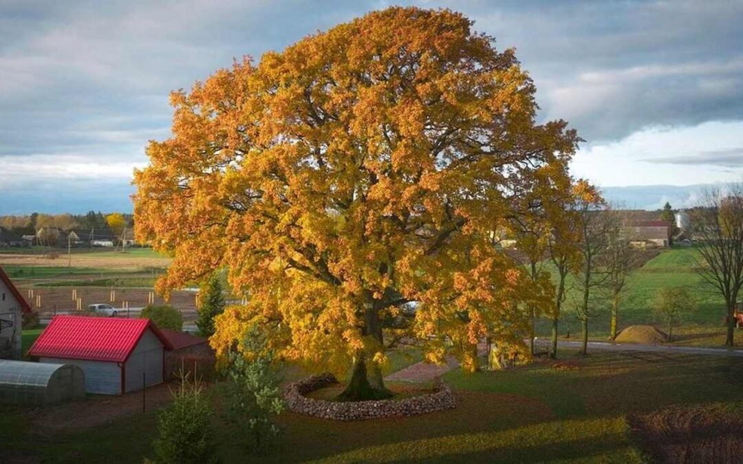 Village’s Honored Oak with its Own Stone Wall Wins European Tree of the Year | Good News Network
