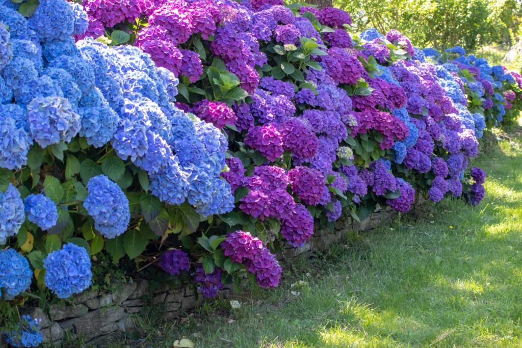 hydrangeas