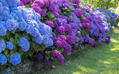 Want a Showstopping Garden? Plant These Types of Hydrangeas | Bob Vila