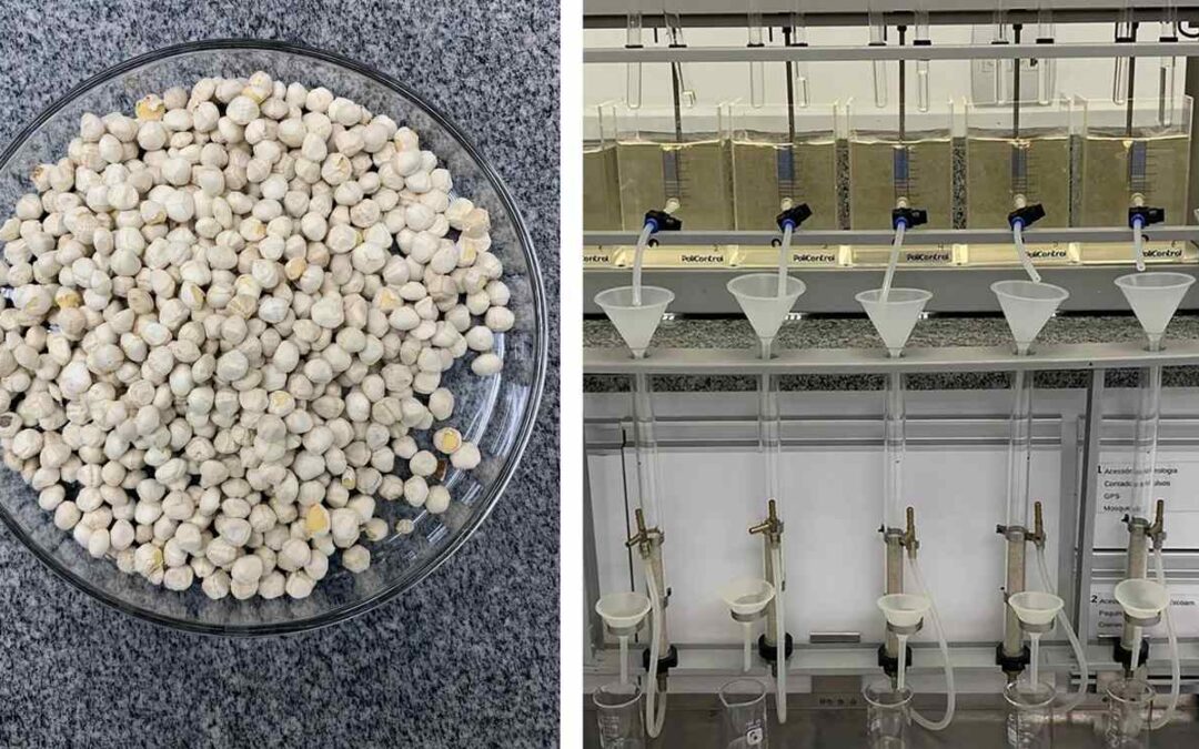 Seeds from ‘Miracle Tree’ Can Filter More Than 98% of Microplastics from Tap Water | Good News Network