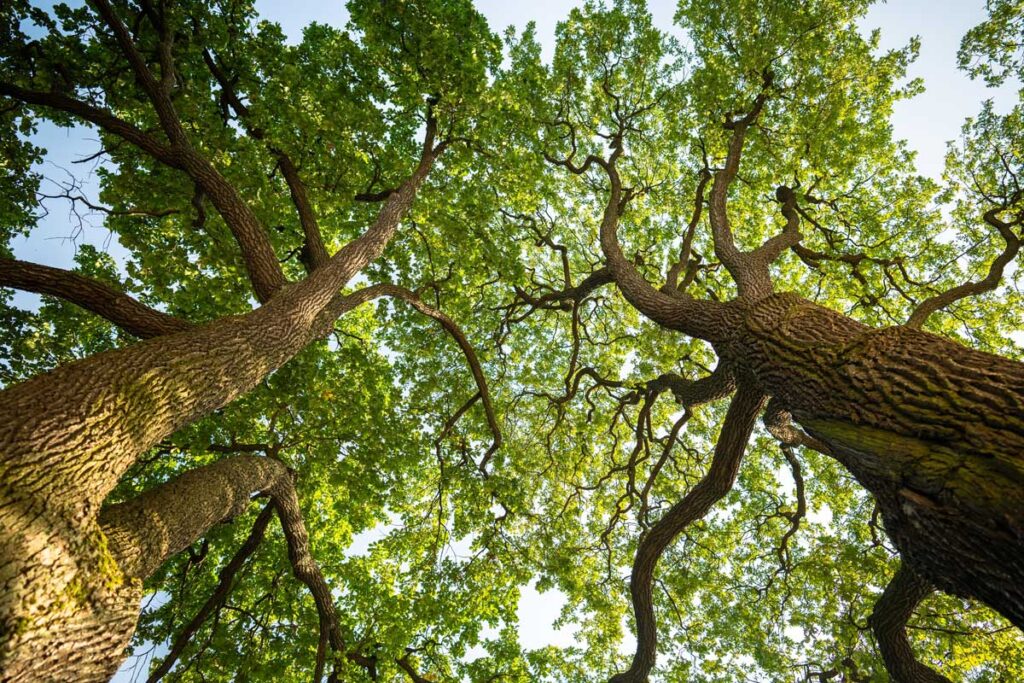 oak trees