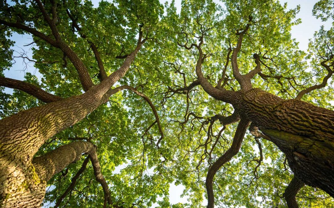 Oak Trees Will Delay Sprouting Leaves to Avoid Hungry Caterpillars That Devoured the Trees in Previous Year: Study | Good News Network