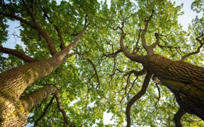 Oak Trees Will Delay Sprouting Leaves to Avoid Hungry Caterpillars That Devoured the Trees in Previous Year: Study | Good News Network