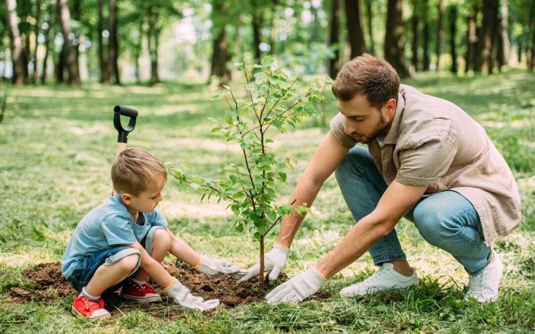 How to Plant a Tree | Rhode Island Tree Council