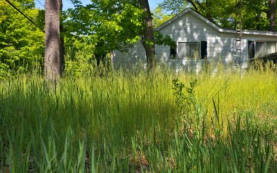 No Mow May: 8 Reasons to Let Your Lawn Grow This Month | Bob Vila