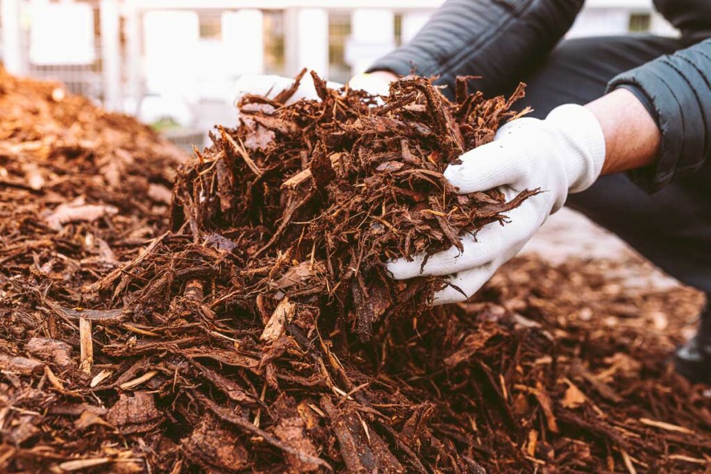 gardener's hands holding mulch
