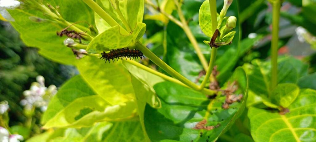 caterpillar